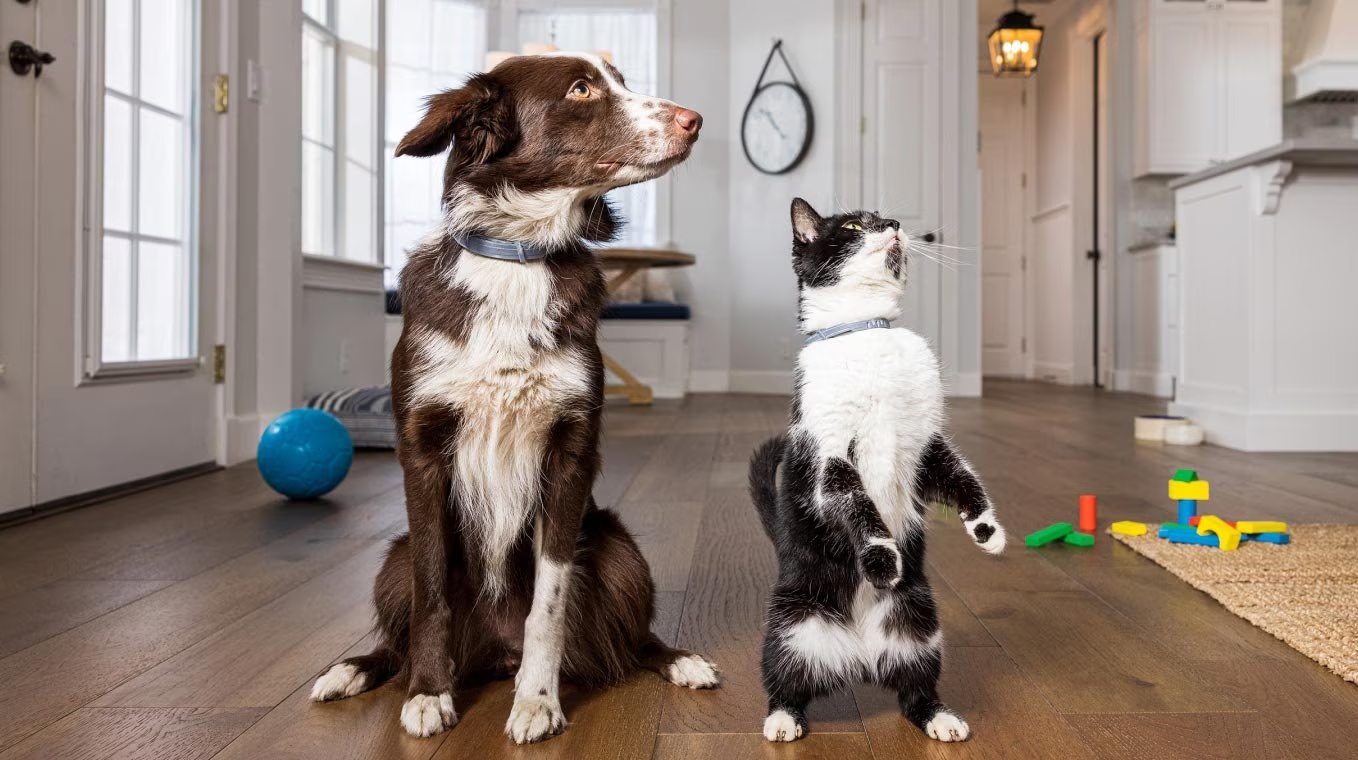 Seresto Flea and Tick Collar for Dogs and Cats